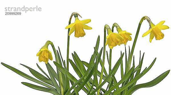 Small blooming yellow daffodils in a plant pot cropped on white