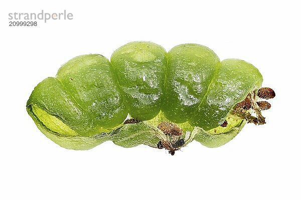 Cracked seed capsules of a busy Lizzie Impatiens walleriana cropped on white