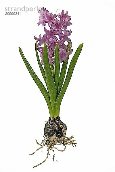 Blue hyacinth with bulb  leaves and flower cropped on white