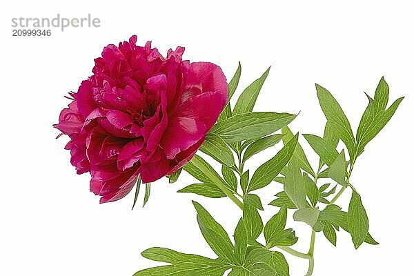 Large red peony with leaves cropped on white