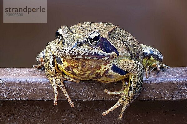 Portrait of a Common Frog on the edge of a bucket against a brown background