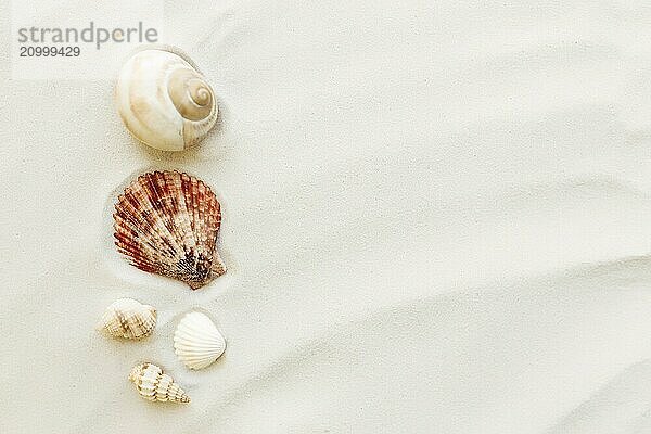 Travel  vacation concept. Sea shells on sand and blue background. Travelling  trip.