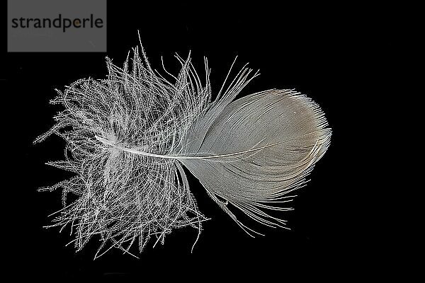 Macro shot of a goose feather cropped on black