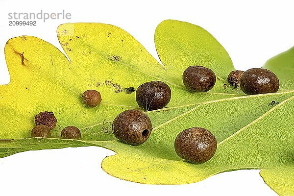 Close-up of an oak leaf with clutch of gall wasps Cynipidae cropped on white