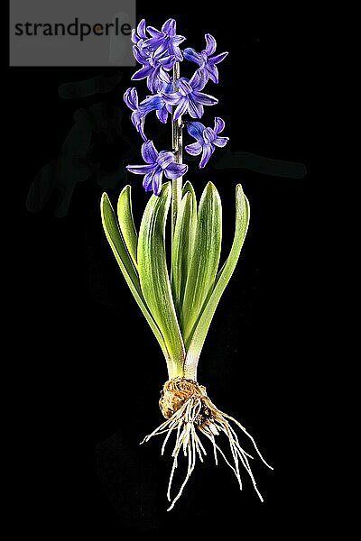 Blue hyacinth with bulb  leaves and flower cropped on black