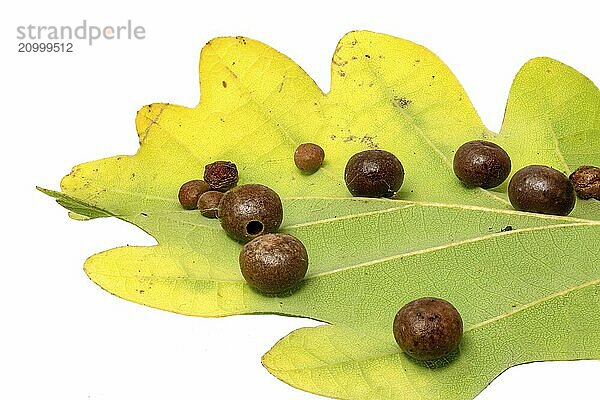 Close-up of an oak leaf with clutch of gall wasps Cynipidae cropped on white