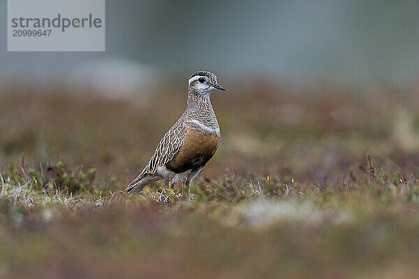 Eurasian Dotterel (Charadrius morinellus)  in the Tundra  Finnmark  Norway  Europe