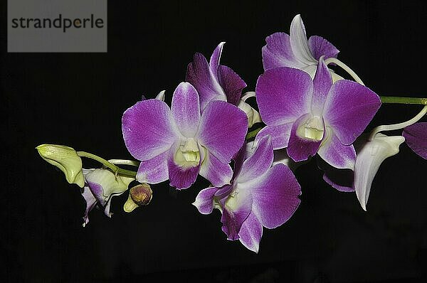 White and purple orchids on black background