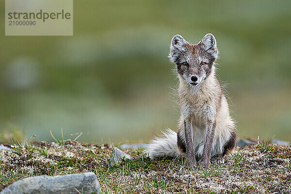 Arctic fox (Vulpes lagopus)  female sitting  Varanger  Finnmark  Norway  Europe