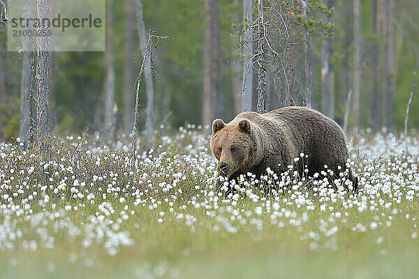 Brown bear (Ursus arctos) in the swamp with Cottongrass (Eriophorum)  Karelia  Finland  Europe