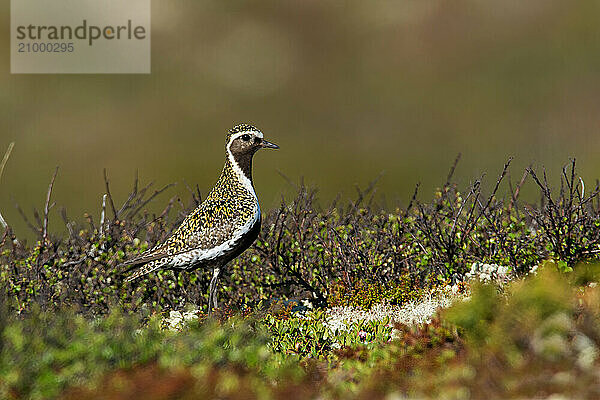 European golden plover (Pluvialis apricaria) in tundra vegetation  Northern Norway  Norway  Europe