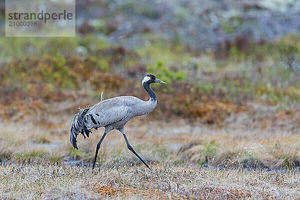 Common crane (Grus grus)  striding  Värmland  Sweden  Europe