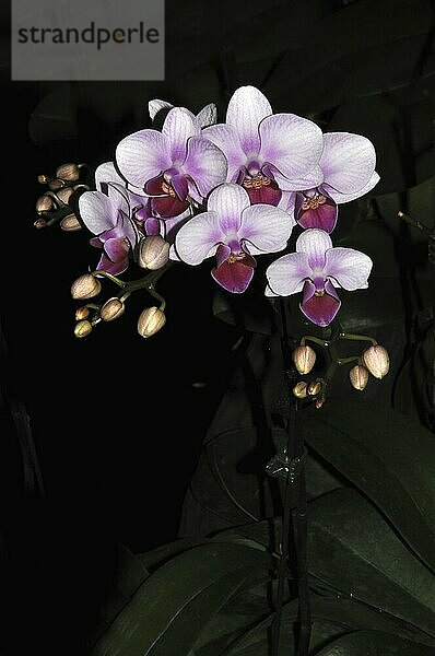 Pink and white Phaleonopsis orchids on black background