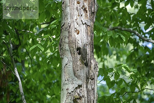 The Northern flicker (Colaptes auratus) nesting in Wisconsin. North American bird