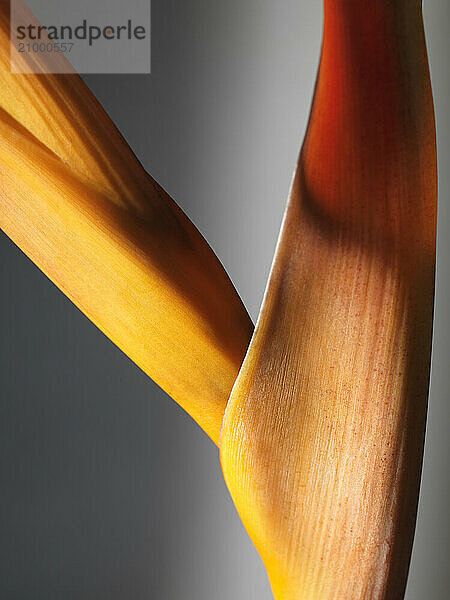 Artistic closeup of yellow (Heliconia) exotic flower