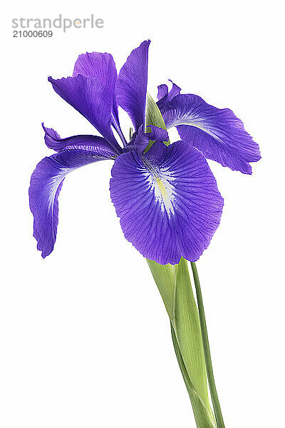 Purple Iris flower with open petals  Iris versicolor isolated on white