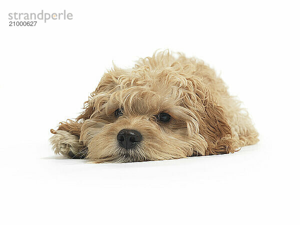 Cockapoo cute cross breed dog of cocker spaniel and a poodle lying down isolated on white background