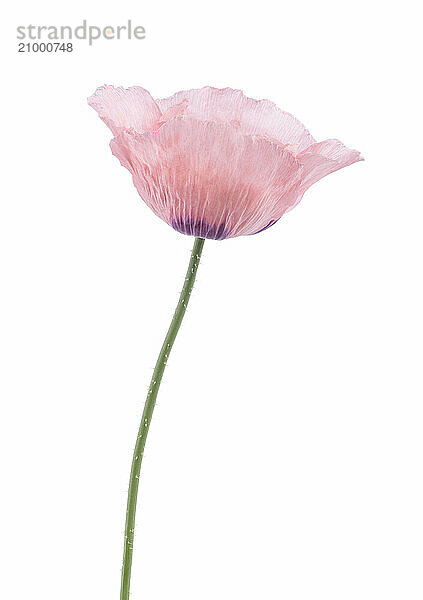 Pink Poppy flower on a stem with green leaves. Opium Poppy isolated on white