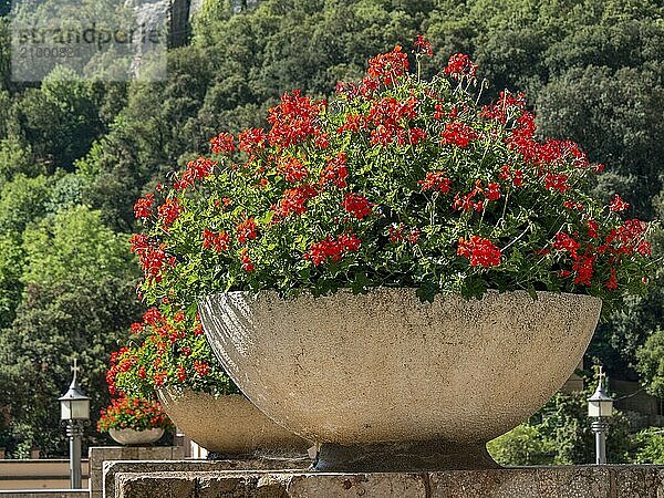 Larger and smaller flower pot on a stone wall with red flowers against a green background  montserrat  spain