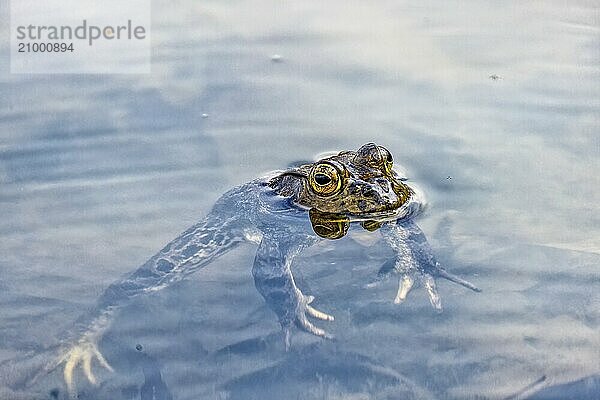 The American bullfrog (Lithobates catesbeianus)  often simply known as the bullfrog in Canada and the United States  is a large true frog native to eastern North America