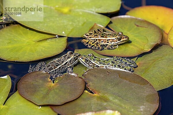 The northern leopard frog It is the state amphibian of Minnesota and Vermont