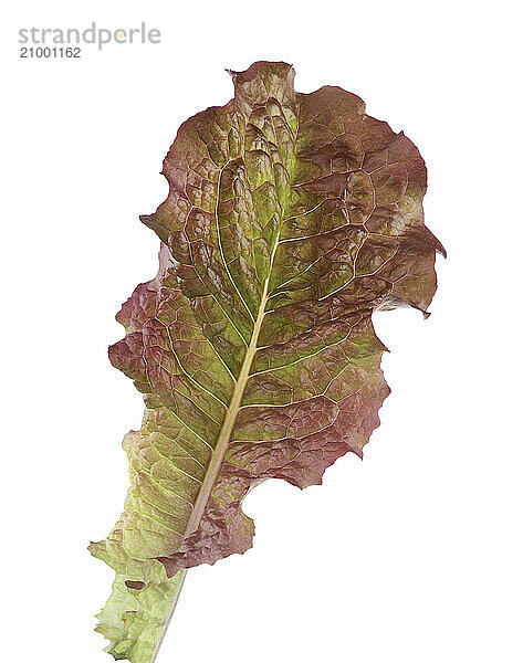 Red lettuce (Lactuca sativa)  closeup of a leaf of non-GMO variety. Isolated on white