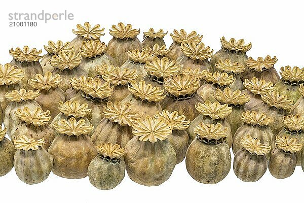 Ripe  dry poppy seed pods piled up as background cut out on white