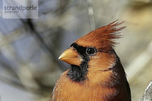 Portrait the northern cardinal (Cardinalis cardinalis)