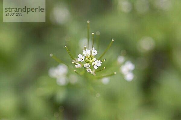 Garlic mustard (Alliaria petiolata)  immature seed heads and last flowers from above  Velbert  North Rhine-Westphalia  Germany  Europe