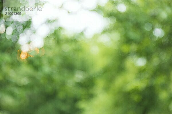 Green tree leaf on blurred background with beautiful bokeh  copy space for text. Nature concept. Closeup of leaves and sunlight with greenery use as decoration ecology environment  fresh wallpaper