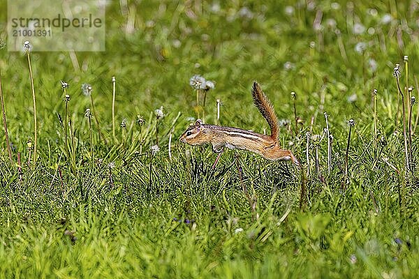 The eastern chipmunk (Tamias striatus) on a meadow. The eastern chipmunk is a chipmunk species found in eastern North America