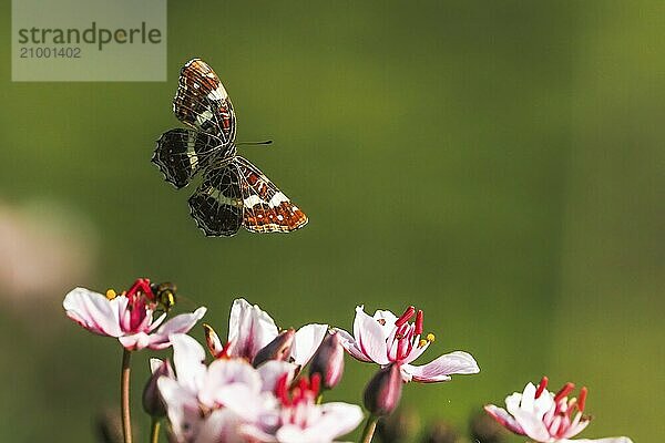 A map butterfly (Araschnia levana) in flight over pink flowers  green background  Hesse  Germany  Europe