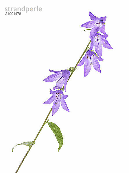 Purple bell shaped flowers on a stem. Creeping bellflower isolated on white