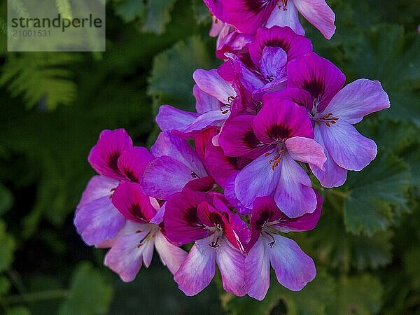 Purple flowers with intense petals in the garden against a green background  palma de Majorca  mallorca  balearic islands  spain