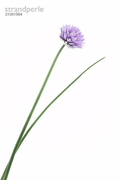 Blossoming Chives (Allium schoenoprasum)  purple flower on green stem isolated on white