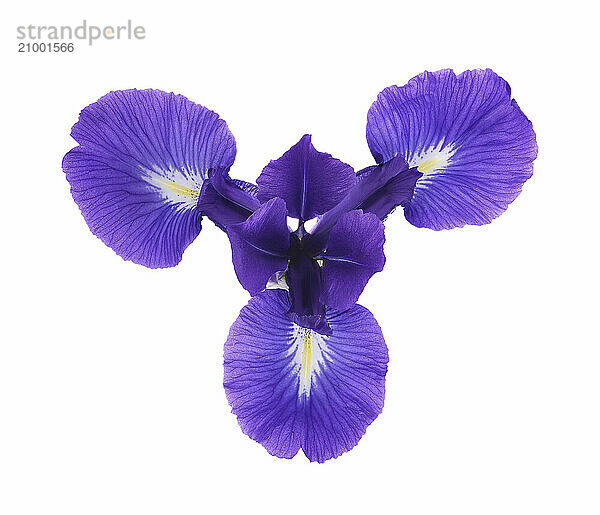 Purple Iris flower with three petals  Iris versicolor isolated on white