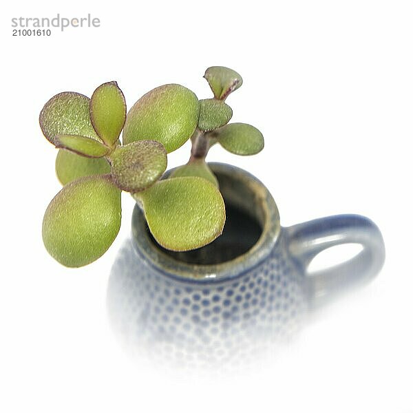 Small plant with thick leaves grows out of a blue stoneware jug with a handle  cropped on white