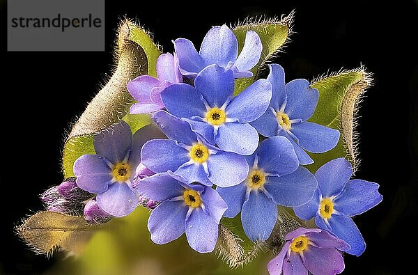 Close-up of a forget-me-not flower and leaves against a dark background