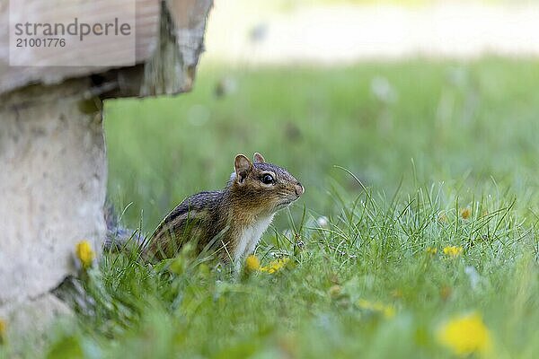 The eastern chipmunk (Tamias striatus) on a meadow. The eastern chipmunk is a chipmunk species found in eastern North America