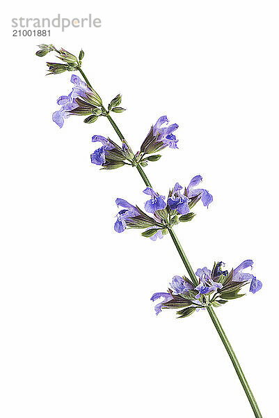 Sage (Salvia officinalis)  blossoming plant  artistic closeup of purple flowers.  isolated on white