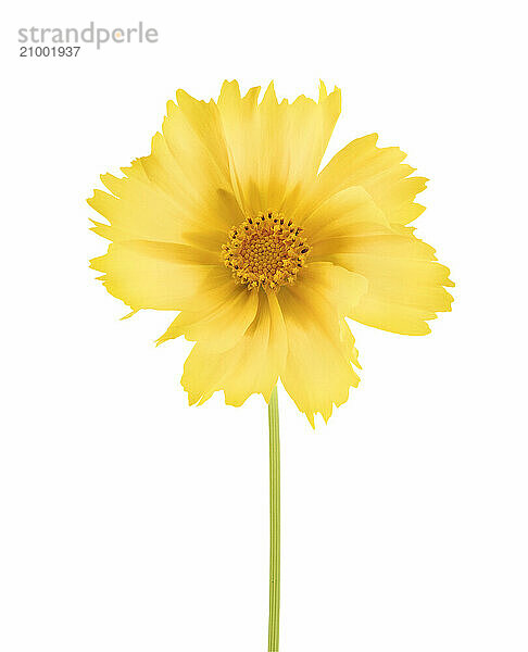 Yellow Cosmos sulphureus flower closeup. Sulphur Cosmos isolated on white