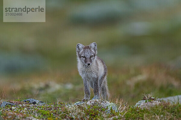 Arctic fox (Alopex lagopus)  Varanger  Northern Norway  Norway  Europe