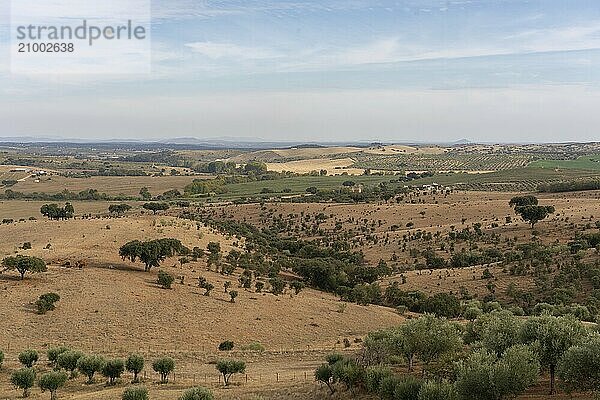 Alentejo beautiful green and brown landscape with olive and cork trees in Terena  Portugal  Europe