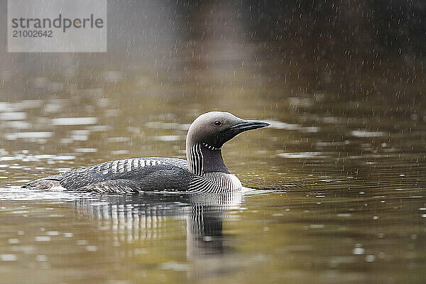 Black-throated loon (Gavia arctica) in rain in the water  Finnmark  Sweden  Europe