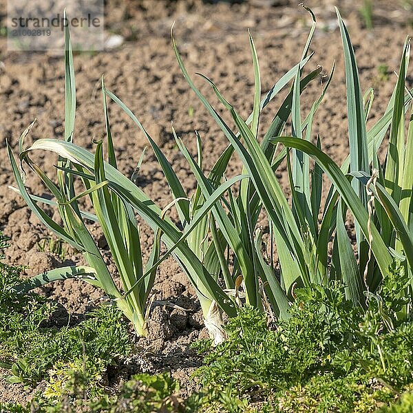 Leeks and parsley grow in a freshly planted garden bed against a brown background