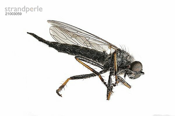 Large dead black mosquito lying on its side against a white background