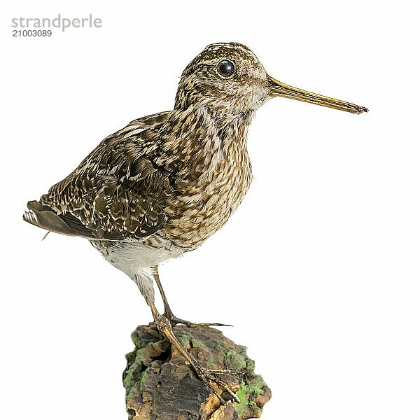 Stuffed snipe sits on a wooden trunk isolated on white