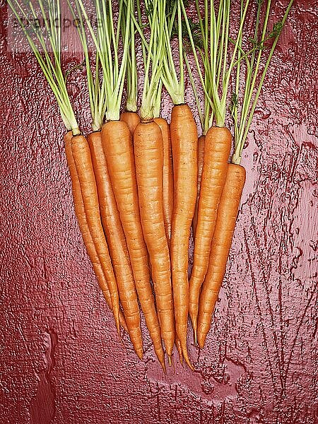 Bunch of juicy orange organic carrots on red background  artistic food still life