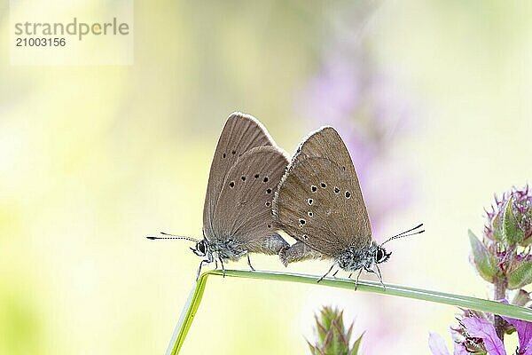 Dusky large blue (Phengaris nausithous)  mating on a blade of grass  North Rhine-Westphalia  Germany  Europe