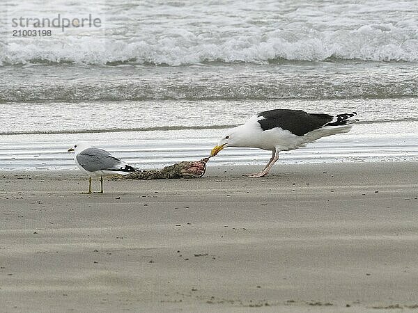 Great Black-backed Gull (Larus marinus) and Common Gull (Larus canus)  scavanging upon carcass washed onshore  May  Varanger Fjord  Norway  Europe